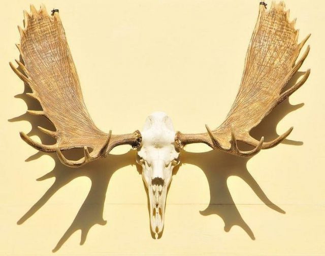 6d21603487736c8b8cfd4a4370ca184f  moose antlers future tattoos