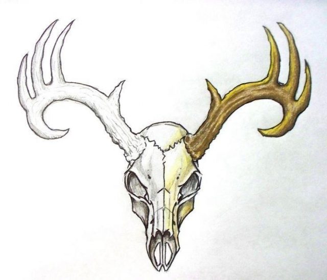 9e65efc4ce22cd204f68d117d2a6653e  deer skull tattoos skull tattoo design