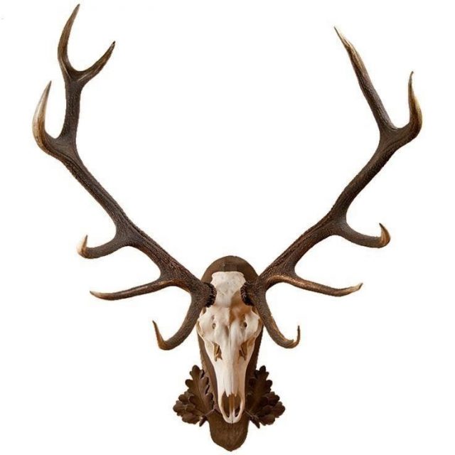 9f389798419d6226817404b1e8a11ad4  canadian tattoo elk antlers