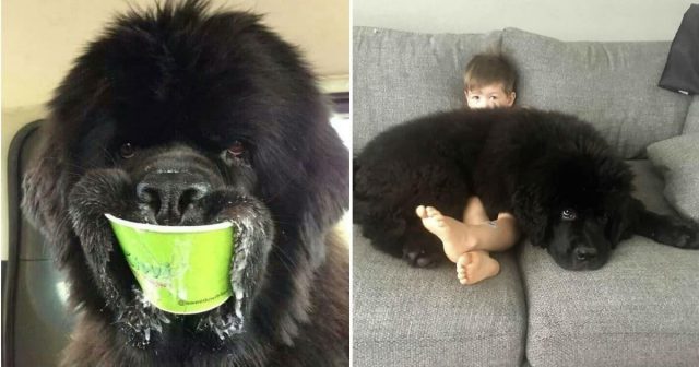 Adorable photos of newfoundland dogs