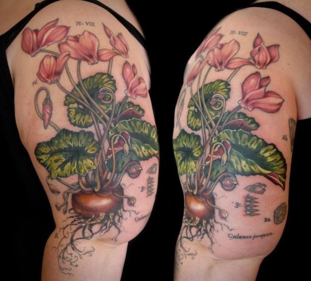 Cyclamen flower tattoo vintage botanical