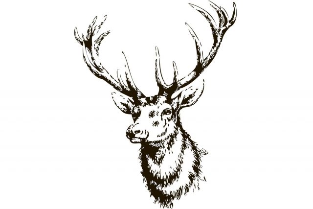 Elk head drawing 16