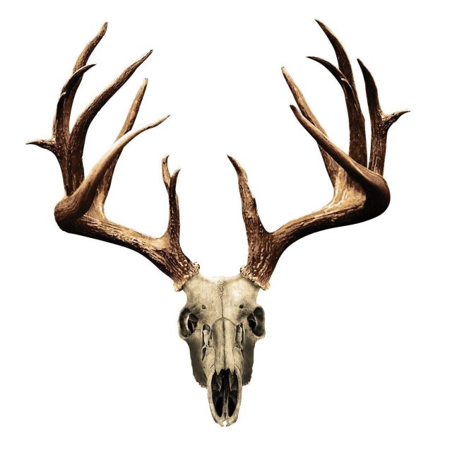 Elk skull drawing 63