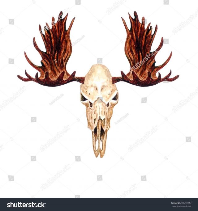 Stock vector watercolor moose skull isolated on white background vector element for your design hand drawn 292216949